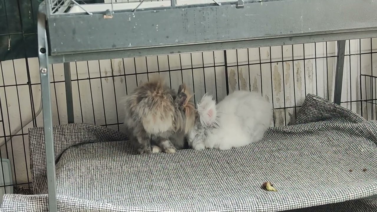 Kaninchen Paschmak Mali 17.05.25