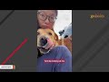 Grateful rescue dog is so polite with everyone