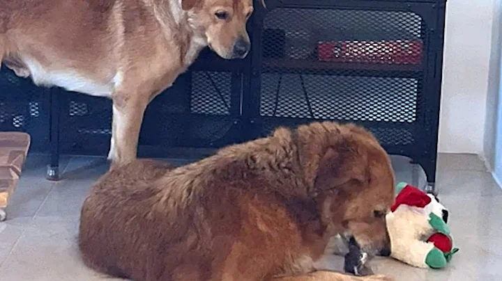 Grateful rescue dog is so polite with everyone thumbnail