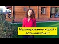 Мульчирование корой - не всё так просто, как кажется. Мой опыт!