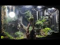 I Added Carnivorous Pitcher Plants into My Giant Rainforest Vivarium | S1 Ep. 11