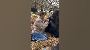 Thumbnail of Gorilla Core😂What kind of sound is that making?😅 #living_life #Gorilla #Shorts #viralvideo