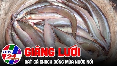 Giăng lưới bắt cá chạch đồng mùa nước nổi