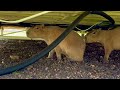 Capybaras Destroyed my Plumbing (we’re bankrupt)