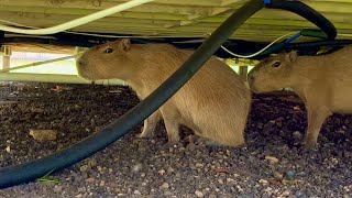 Capybaras Destroyed my Plumbing (we’re bankrupt)