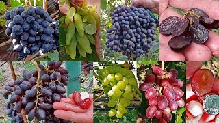 @Виноград Калугіна в Полтаві  Ч 3  Раннє середній виноград