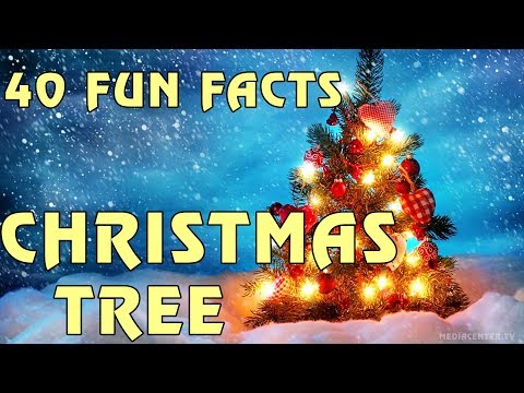 Video: Interesting Facts About The Christmas Tree