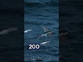 Flying Fish That Can Glide Over 200 Metres! 🐟✈️