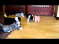 Welsh Corgi Cardigan 6 weeks old puppies - herding pig II.mov の動画、YouTube動画。