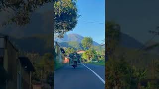 bawang  Batang jawatengah