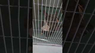 Meet Draco A Terrier, Pit Bull Currently Available For Adoption 9232025 90426 Am