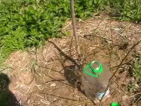 Реанимация саженцев после морозов - один из вариантов.
