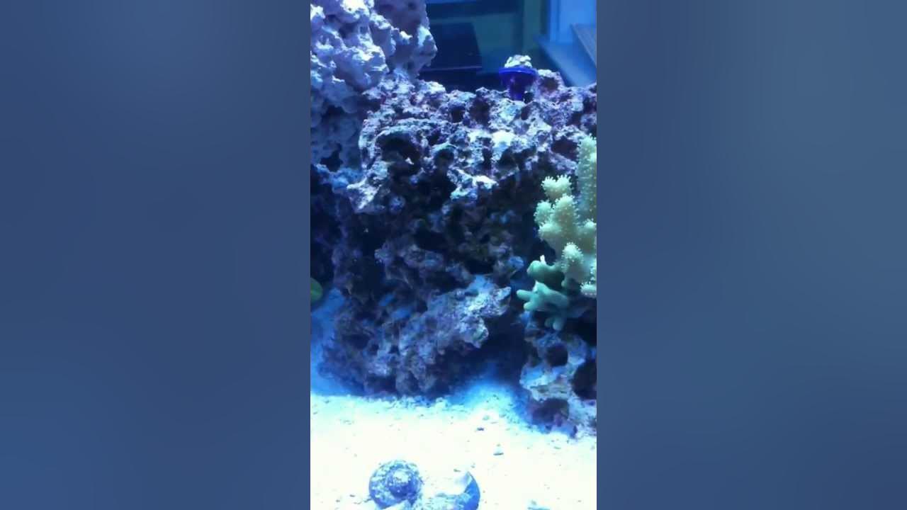 Dry Rock vs. Live Rock Live" YouTube