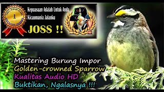 Masteran Burung Luar Negeri Suara Unik Hutan - Golden-crowned Sparrow HD AUDIO