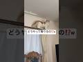 どんくさい猫を卒業しました🐱✨　#猫　#子猫　#スコティッシュフォールド #かわいい猫 #猫のいる暮らし