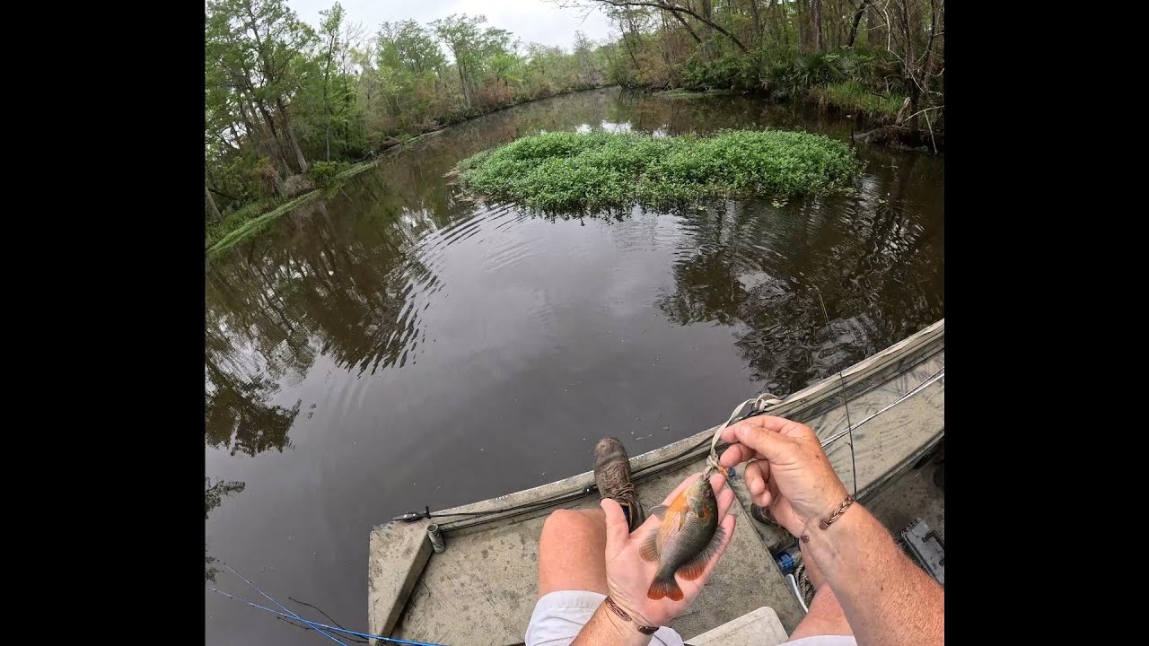 fishing-for-bream-mobile-tensaw-delta-youtube
