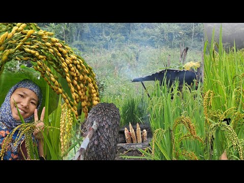 Working On Rainy Day||Last Weeding & Cleaning Before Rice Harvest||Organic Veg||Rural Life Nagaland