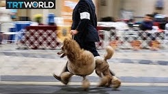 Pet ownership on the rise in Hong Kong | Money Talks