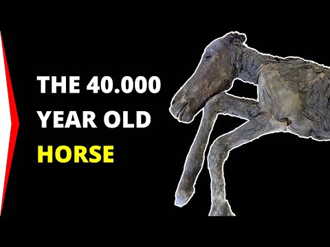 Video: Scienziato Ha Trovato Un Cavallo Preistorico In Siberia Di 40000 Anni