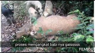 Babi Sangat Besar(4 orang mengangkat)