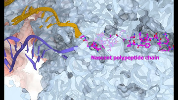 JID November 2024 Cover - Mechanism for Bacterial Translation Inhibition by Clindamycin
