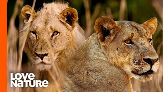 Nomad Lions Invasion Scatters the Vulnerable MK Pride | Love Nature