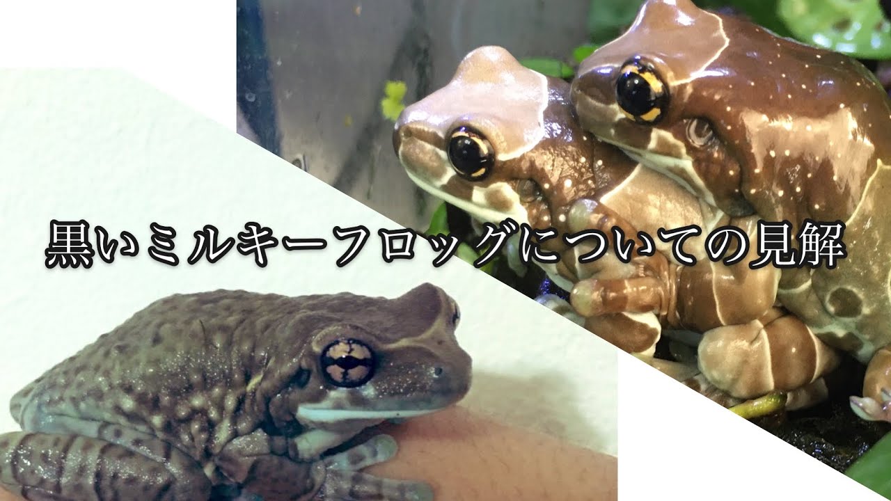 ミルキーフロッグ】黒いミルキーフロッグと白いミルキーフロッグ 