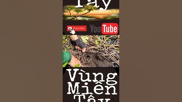 cận cảnh câu lươn đồng ( eel fishing ) - vùng miền tây - #shorts