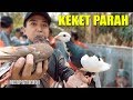 GREBEK PASAR BURUNG MERPATI SAMPANG