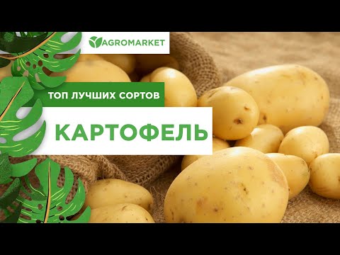 Видео: Лорч картофи: описание, характеристики на отглеждане, снимка