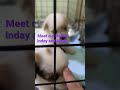 Our New babies chintzu #shortvideos #amsr