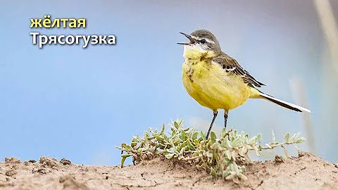 пение жёлтой Трясогузки