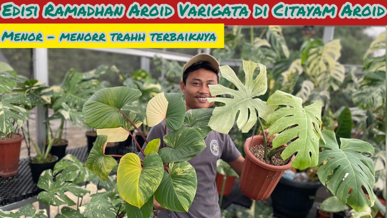 EDISI RAMADHAN AROID VARIGATA DI CITAYAM AROID⁉️ MENOR MENORR TRAH TERBAIKNYA
