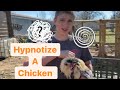 Can u hypnotizes a chicken ?🐓 🤪