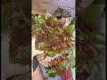قات قصري تخازين توريدتهريب صبيا ابوعريش العيدابي ضمد تشويه ال يحيى الداير ٩٦٧٧١١٠٠٥٩٣٩ قات قصري تخازين توريدتهريب صبيا ابوعريش العيدابي ضمد تشويه ال يحيى الداير ٩٦٧٧١١٠٠٥٩٣٩