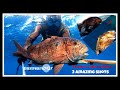 Pesca submarina 2019🔱#002🔱 3 urtas enormes🎯🐟 SPEARFISHING 3 amazing shots🔱🔱GRUPER1007
