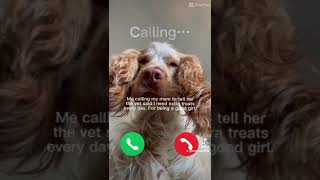 Calling my MUM for a Treat! #pets #tiktok #cockerspaniel #dog #cute #puppy