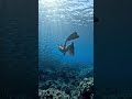 GoPro: Swimming Through a Swarm of Fish