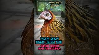 suara ayam hutan betina asli, jernih jelas dan menggoda 😘😘😘