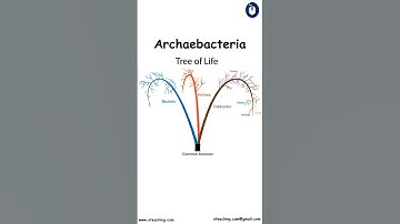 🧬 Archaebacteria: The Ancient Microbes That Changed the World 🌍