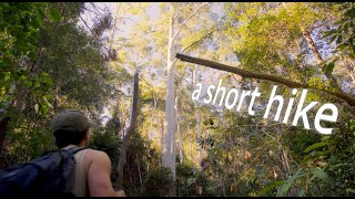 A Hike Through an Enchanting Gumtree Forest