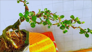 Cây sam núi mini từ cây phôi