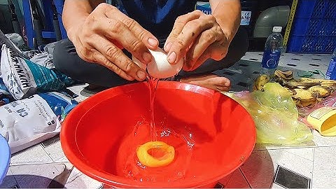 2 Bài mồi câu cá Sông Sài Gòn mùa mưa và mùa nắng | DUY FISHING