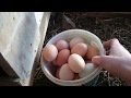 Folluklardan yumurta toplama