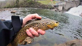 I Can't believe I walked up on this ( WILBUR DAM FISHING )