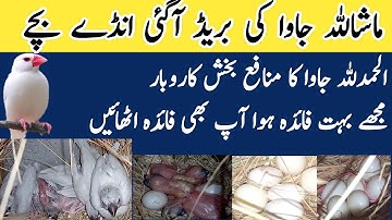 Java breeding progress 2024 | java ki breed agai | java breeding tips