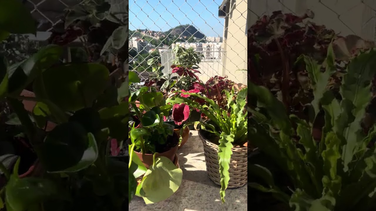 Como eu rego minhas plantas da varanda | Rotina real