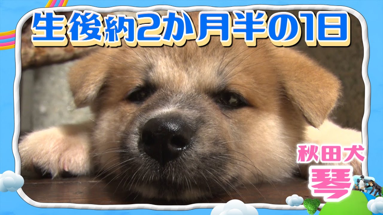 Puppy Life Diary Youtube