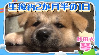 Puppy life diary - YouTube