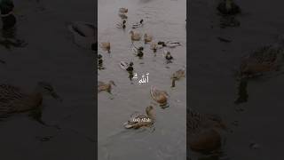 Surah Al-Munafiqun, verse 1-3 #quran